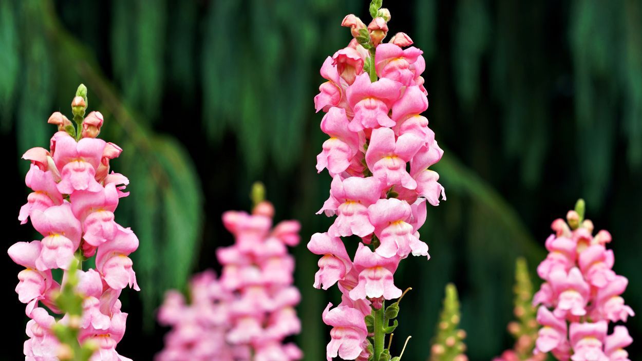 lwia paszcza - kwiat